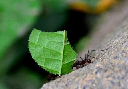 Fourmi, Ciudad Perdida